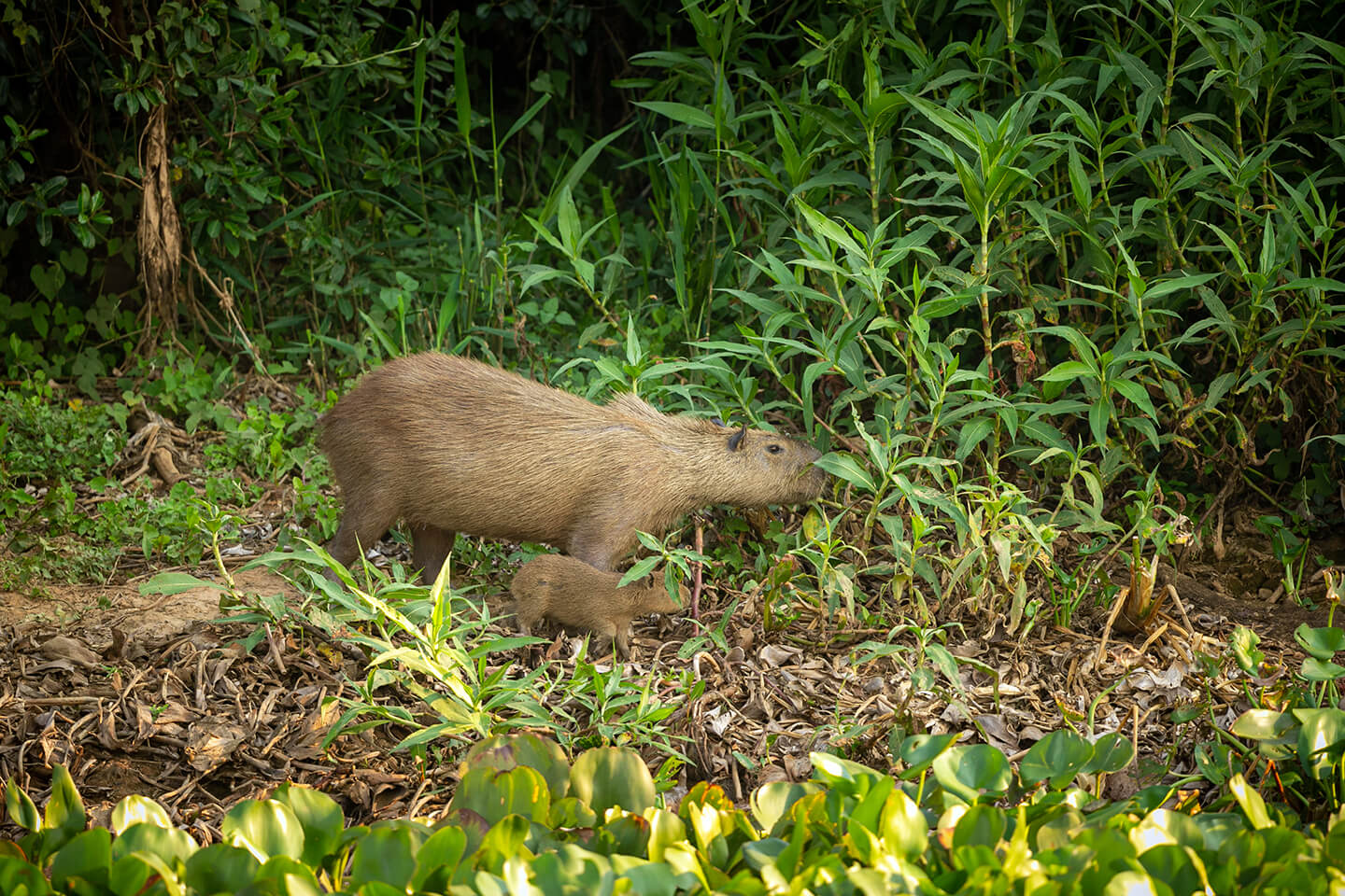 familia-capibara