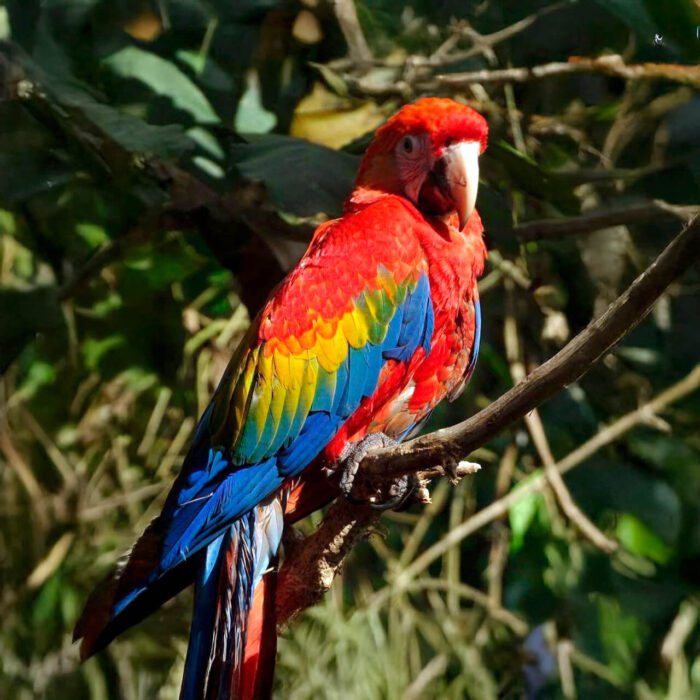manu-macaw